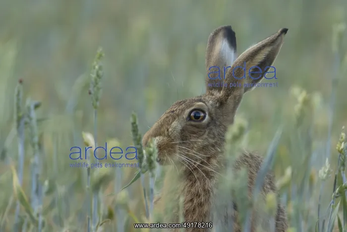 : European brown hare (Lepus europaeus) adult animal eating a wheat sheath in a farmland field in the summer : European brown hare (Lepus europaeus) adult animal eating a wheat sheath in a farmland field in the summer