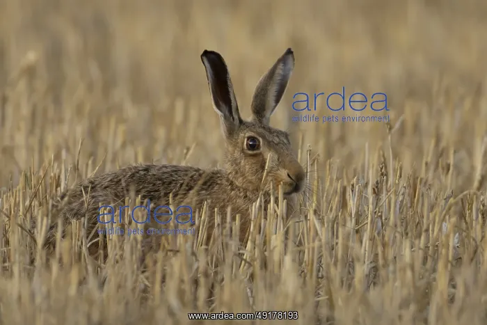 : European brown hare (Lepus europaeus) adult animal in a farmland stubble field in summer : European brown hare (Lepus europaeus) adult animal in a farmland stubble field in summer