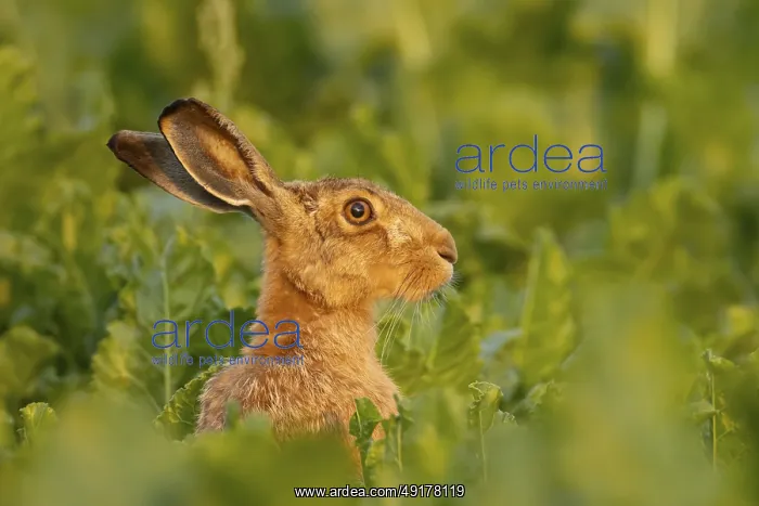: European brown hare (Lepus europaeus) adult animal in a farmland sugar beet field : European brown hare (Lepus europaeus) adult animal in a farmland sugar beet field