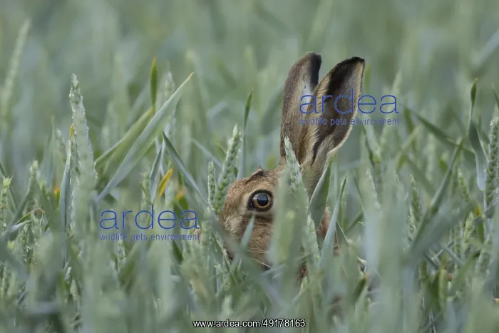 : European brown hare (Lepus europaeus) adult animal in a farmland wheat field in summer : European brown hare (Lepus europaeus) adult animal in a farmland wheat field in summer