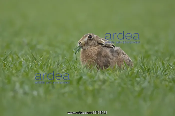 : European brown hare (Lepus europaeus) adult animal feeding in a farmland cereal field in springtime : European brown hare (Lepus europaeus) adult animal feeding in a farmland cereal field in springtime