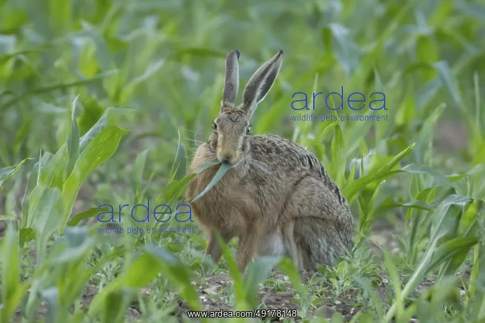 : European brown hare (Lepus europaeus) adult animal feeding in a farmland maize field in summer : European brown hare (Lepus europaeus) adult animal feeding in a farmland maize field in summer