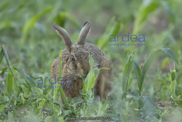 : European brown hare (Lepus europaeus) adult animal feeding in a farmland maize field in summer : European brown hare (Lepus europaeus) adult animal feeding in a farmland maize field in summer