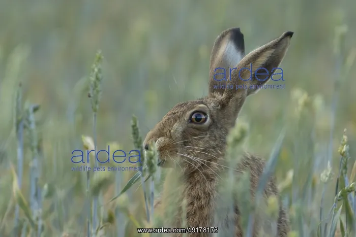 : European brown hare (Lepus europaeus) adult animal feeding in a farmland wheat field in summer : European brown hare (Lepus europaeus) adult animal feeding in a farmland wheat field in summer