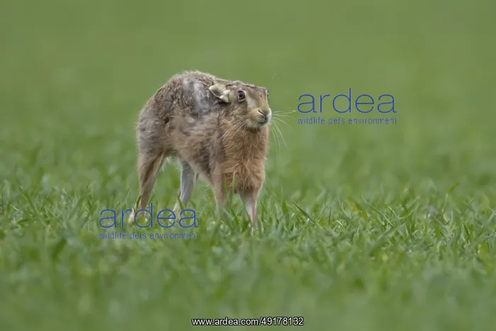 : European brown hare (Lepus europaeus) adult animal stretching in a farmland cereal field : European brown hare (Lepus europaeus) adult animal stretching in a farmland cereal field