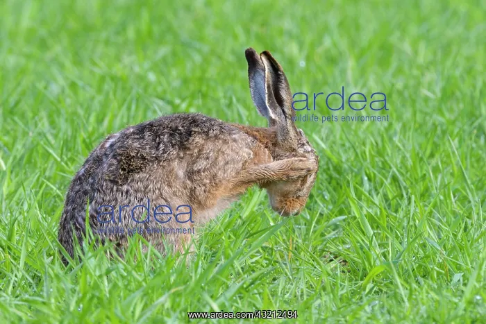 : European brown hare (Lepus europaeus) on cornfield : European brown hare (Lepus europaeus) on cornfield