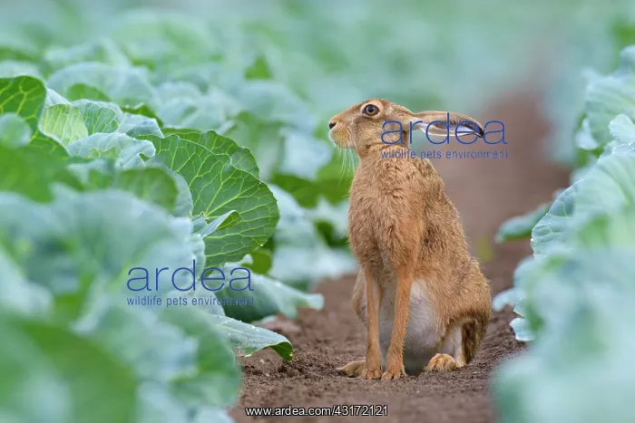 : European Brown Hare (Lepus europaeus) in Green Cabbage : European Brown Hare (Lepus europaeus) in Green Cabbage