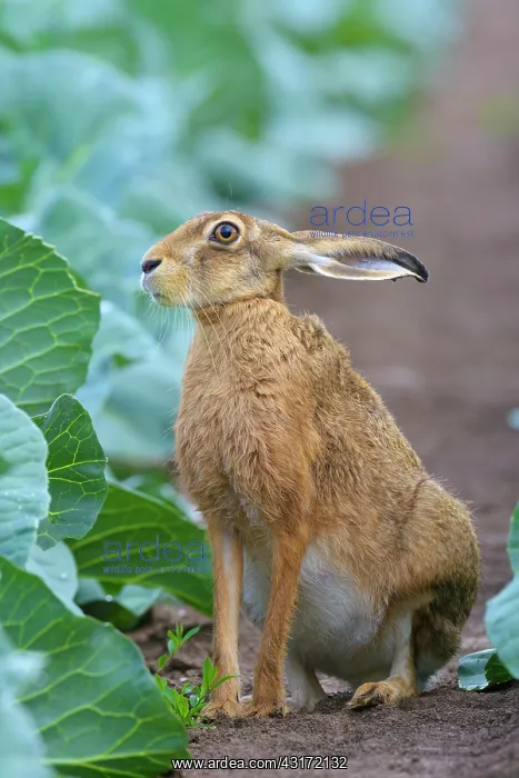 : European Brown Hare (Lepus europaeus) in Green Cabbage : European Brown Hare (Lepus europaeus) in Green Cabbage