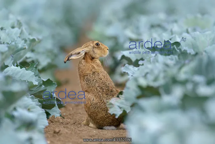 : European Brown Hare (Lepus europaeus) in Green Cabbage : European Brown Hare (Lepus europaeus) in Green Cabbage