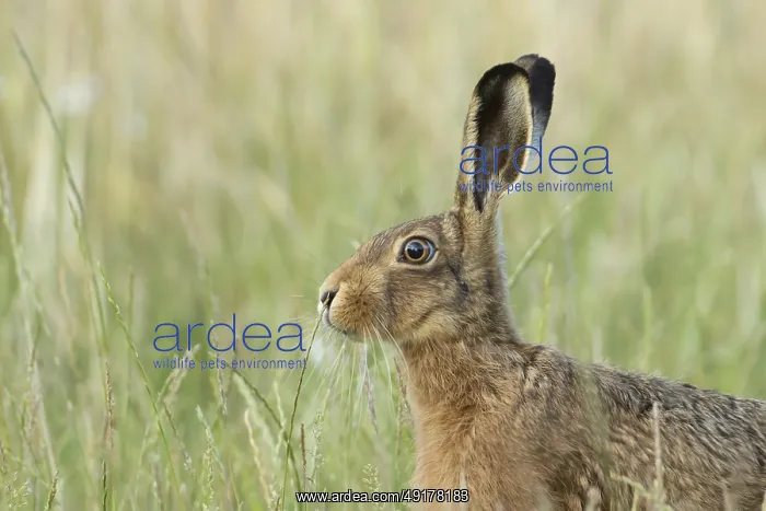 : European brown hare (Lepus europaeus) head portrait adult animal in a farmland field in summer : European brown hare (Lepus europaeus) head portrait adult animal in a farmland field in summer