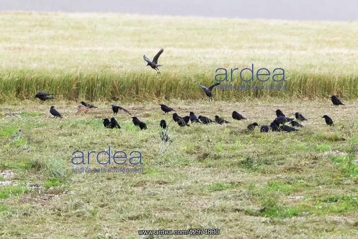 : European / Brown Hare - leveret surrounded by Carrion : European / Brown Hare - leveret surrounded by Carrion