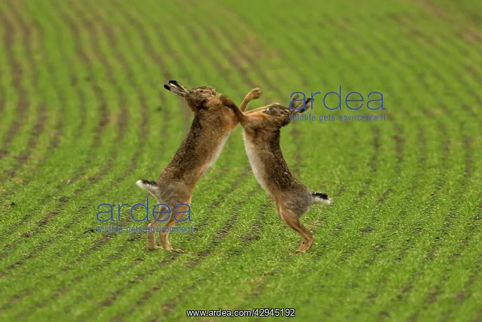 : European Brown HARE - male & female boxing in mating season : European Brown HARE - male & female boxing in mating season
