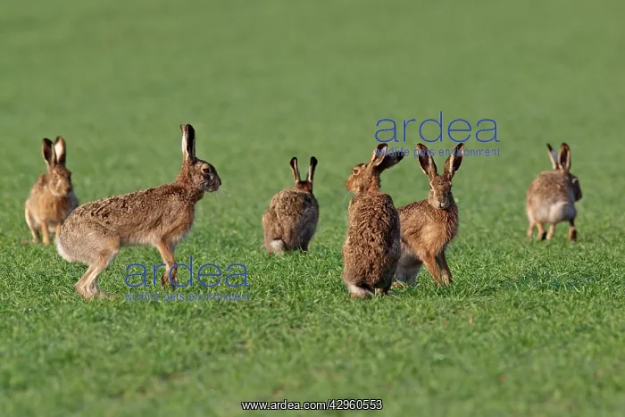 : European / Brown Hare - in mating season : European / Brown Hare - in mating season