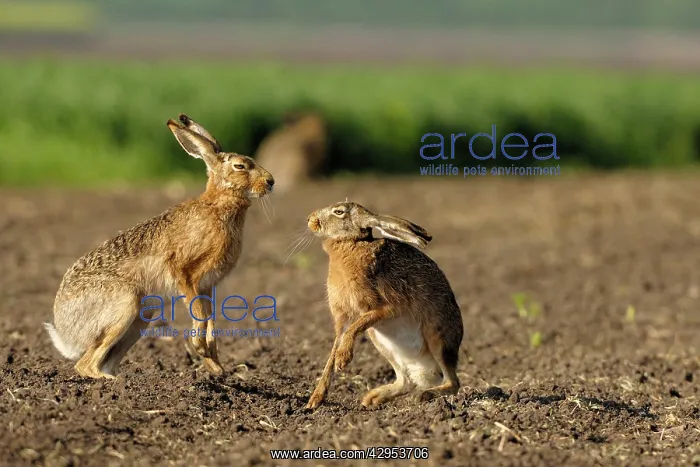 : European Brown HARE - mating season - buck and : European Brown HARE - mating season - buck and