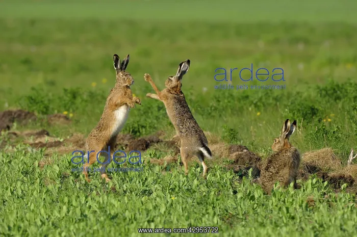 : European Brown HARE - mating season - males fighting : European Brown HARE - mating season - males fighting