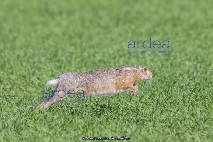 : European Brown Hare motion : European Brown Hare motion