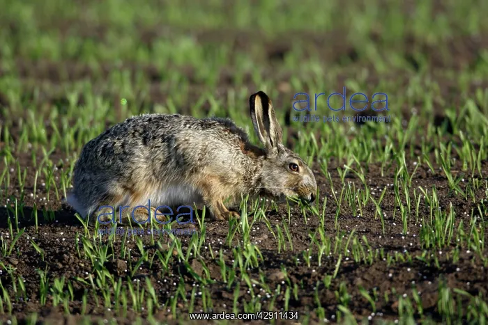  : European Brown HARE - nibbling young corn shoots