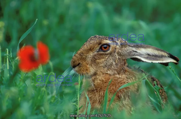  : European Brown HARE - and poppy