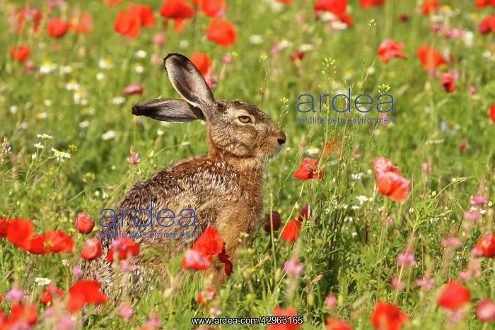 : European / Brown Hare - in poppy field : European / Brown Hare - in poppy field