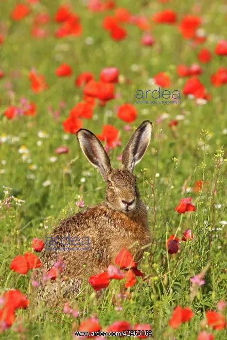: European / Brown Hare - in poppy field : European / Brown Hare - in poppy field