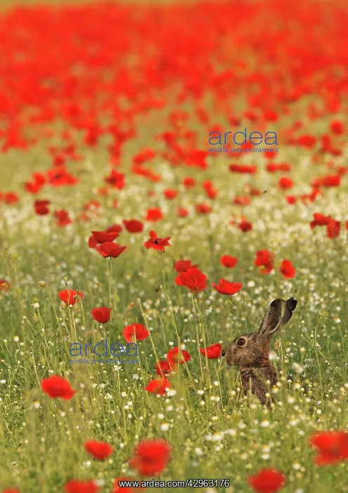 : European / Brown Hare - in poppy field : European / Brown Hare - in poppy field