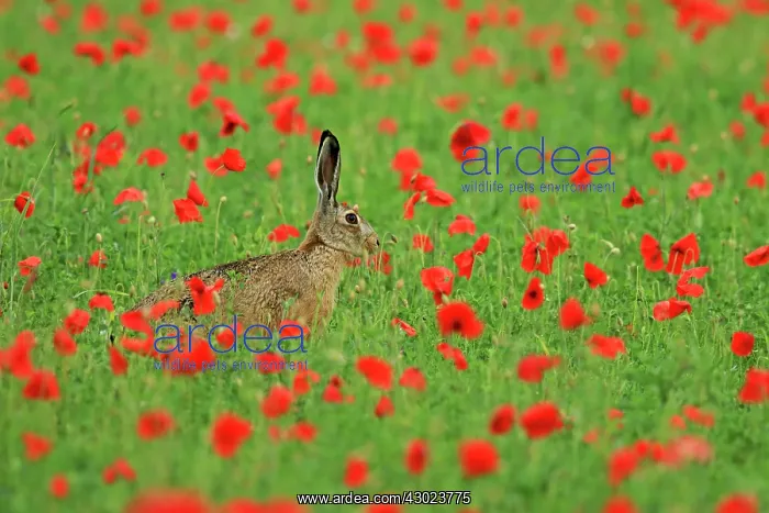 : European / Brown Hare in Poppy meadow : European / Brown Hare in Poppy meadow