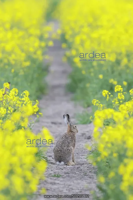 : European Brown Hare rape : European Brown Hare rape
