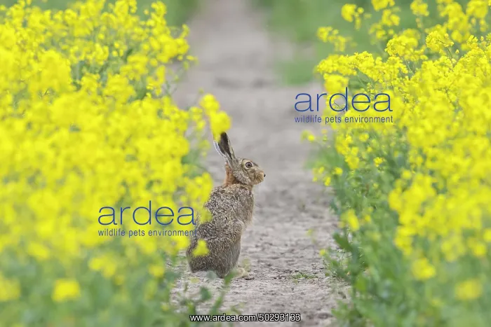 : European Brown Hare rape : European Brown Hare rape