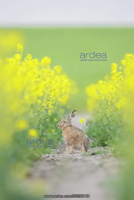: European Brown Hare rape : European Brown Hare rape