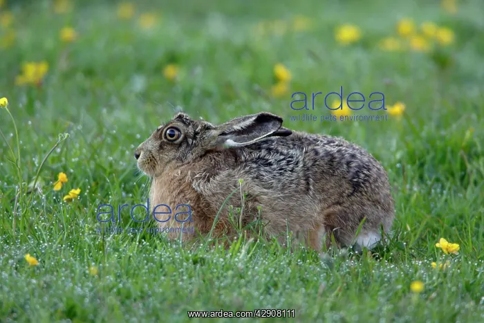 : European Brown HARE - resting in dew covered meadow : European Brown HARE - resting in dew covered meadow