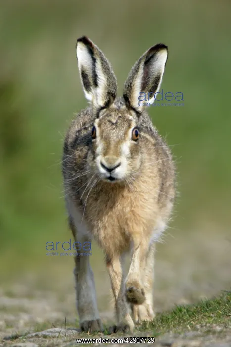: European Brown Hare - Running : European Brown Hare - Running