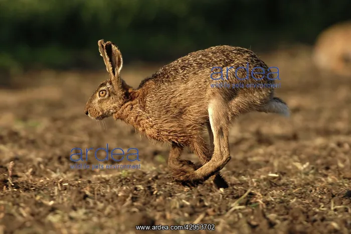 : European Brown HARE - running : European Brown HARE - running