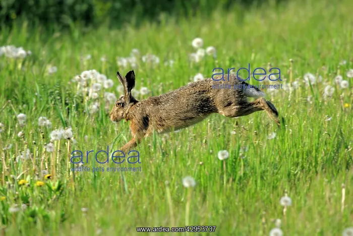  : European Brown HARE - running