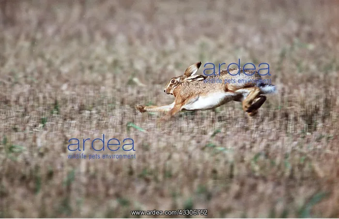 : European Brown HARE - running : European Brown HARE - running