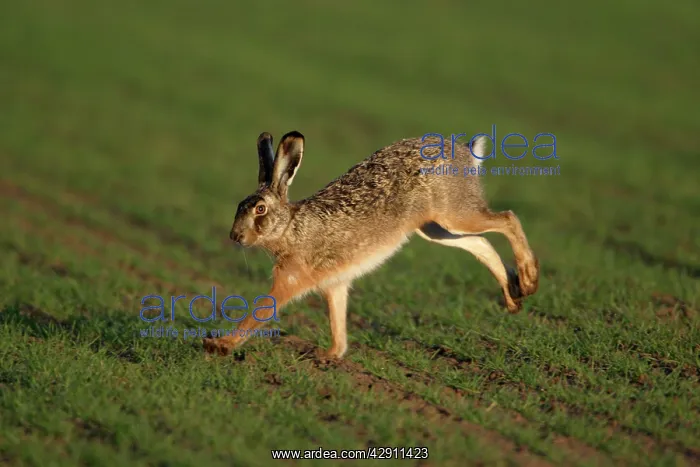 : European Brown HARE - running over arable field : European Brown HARE - running over arable field