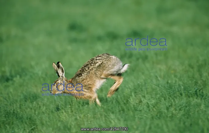 : European Brown HARE - running through field : European Brown HARE - running through field