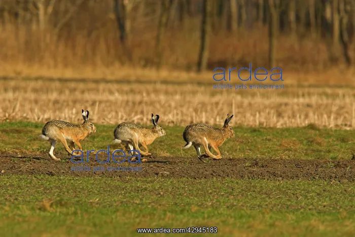 : European Brown HARE - running through field : European Brown HARE - running through field