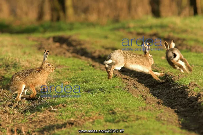 : European Brown HARE - running through field : European Brown HARE - running through field