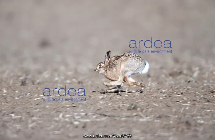 : European Brown HARE - running, legs crossed : European Brown HARE - running, legs crossed
