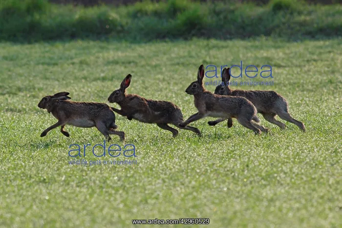 : European / Brown Hare - running - in mating season : European / Brown Hare - running - in mating season