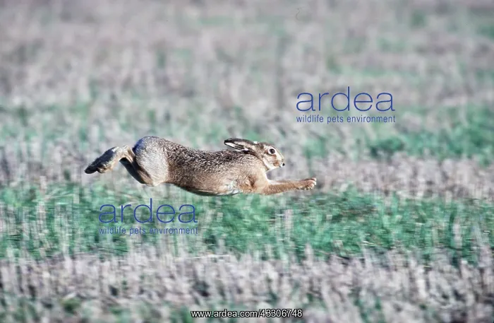  : European Brown HARE - running, mid-air