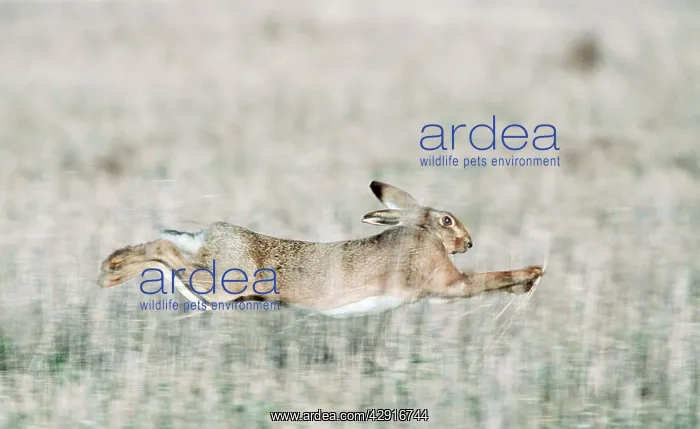 : European Brown HARE - running at speed : European Brown HARE - running at speed