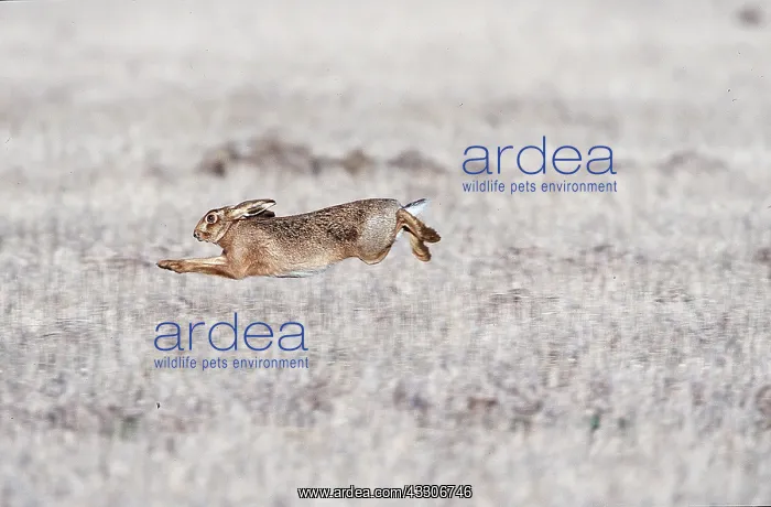 : European Brown HARE - running at speed : European Brown HARE - running at speed