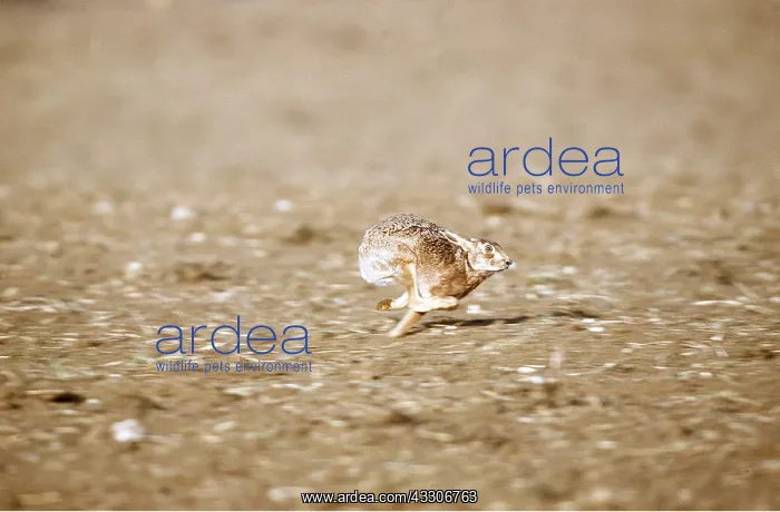 : European Brown HARE - running at speed : European Brown HARE - running at speed