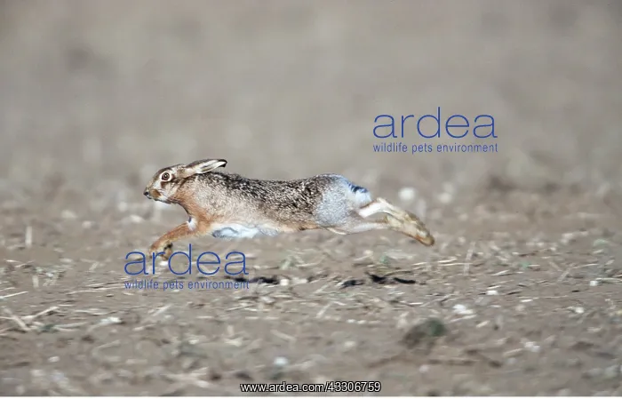 : European Brown HARE - running over stubble field : European Brown HARE - running over stubble field