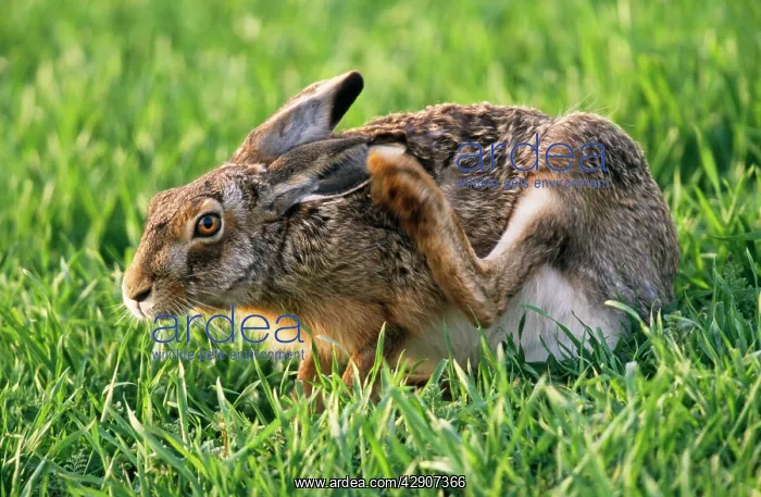 : European Brown HARE - scratching its ear : European Brown HARE - scratching its ear