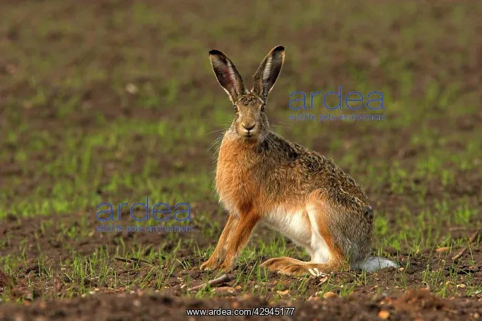 : European Brown HARE - sitting in field : European Brown HARE - sitting in field