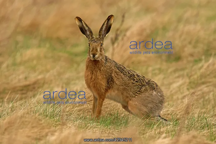 : European Brown HARE - sitting in field : European Brown HARE - sitting in field