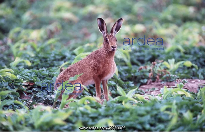 : European Brown HARE - sitting up, alert : European Brown HARE - sitting up, alert