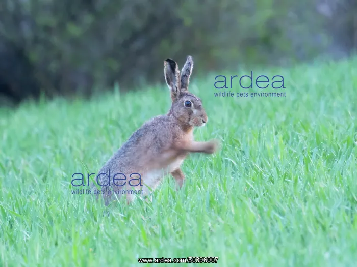 : European brown Hare, sitting upright on a meadow : European brown Hare, sitting upright on a meadow